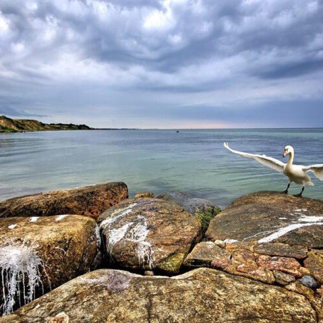 swan-lands-rock-by-sea-against-sky_1048944-11836677